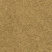 Plush Carpet
